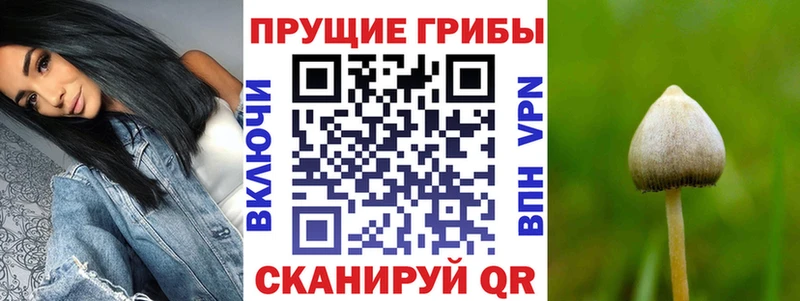 Псилоцибиновые грибы прущие грибы сайты даркнета какой сайт Новосибирск
